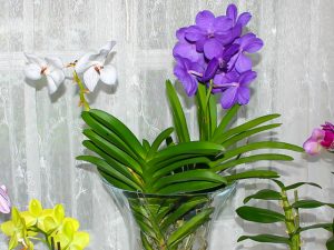 Vanda in der Vase