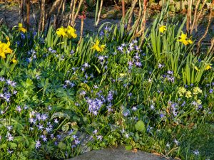 Vielfalt im Frühlingsgarten