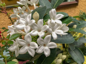 Kranzschlinge Stephanotis