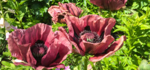 Orientalischer Mohn