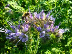 Bienenfreund (Phacaelia)