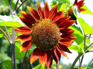 Sonnenblume in Rot