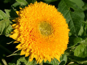 Sonnenblume mit gefüllten Blüten