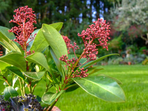 Skimmia