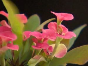 Christusdorn (Euphorbia Milii)