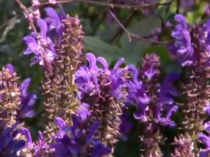 Salvia officinalis "Blue Harvest"