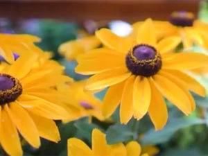 Rudbeckia "Sunny Smiley"