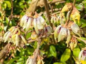 Winterblüte Chimonanthus