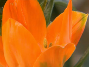 Milchstern (Ornithogalum)