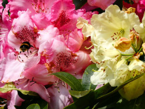 Rhododendren