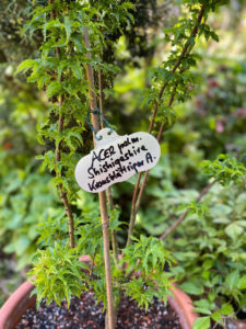 Acer palmatum Shishigashiva (Krausblättriger Ahorn)