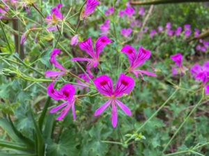 Pelargonie