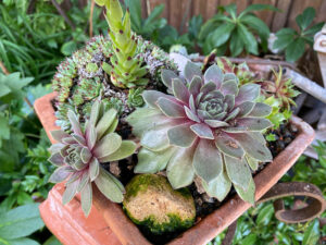 Sempervivum