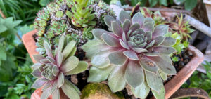 Sempervivum