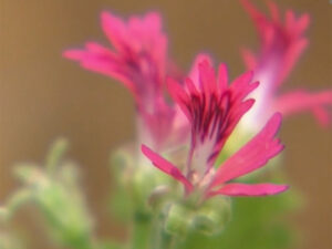 Duftpelargonie