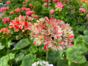 Pelargonie