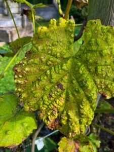 Pockenmilbe beim Wein im Frühjahr bekämpfen