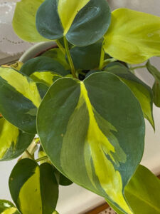 Philodendron Brasil