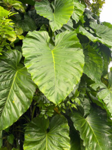 Philodendron am Naturstandort in den Tropen