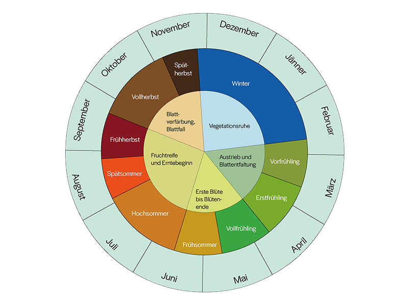 Phänologischer Kalender - Biogärtner