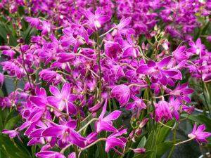 Dendrobium