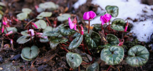 Vorfrühlingsalpenveilchen (Cyclamen coum)