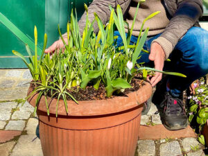 100 Tage Frühling - Zwiebelblumen im Topf