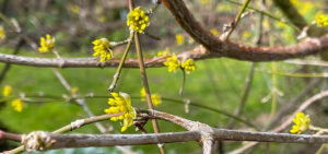 Kornelkirsche, Dirndlstrauch (Cornus mas)