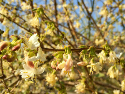 Duftheckenkirsche (Lonicera x purpusii)