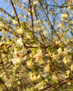 Duftheckenkirsche (Lonicera x purpusii)