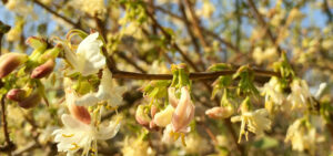 Duftheckenkirsche (Lonicera x purpusii)