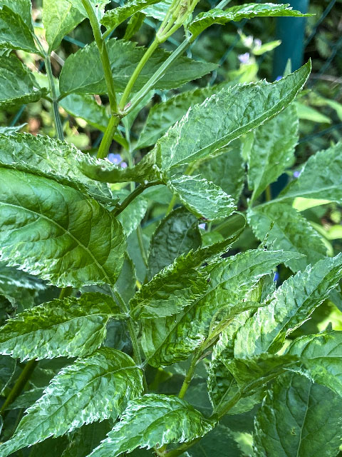 Weiß bunter Holunder "Sambucus nigra pulverulanta"