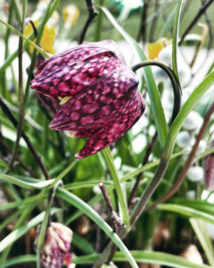 Schachbrettblume (Gewinnerbild Fotowettbewerb)