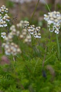 Clusius Schafgarbe (Achillea clusiana) Bild: Joachim Brocks