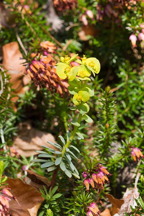 Felsen-Wolfsmilch (Euphorbia saxatilis) Bild: Joachim Brocks