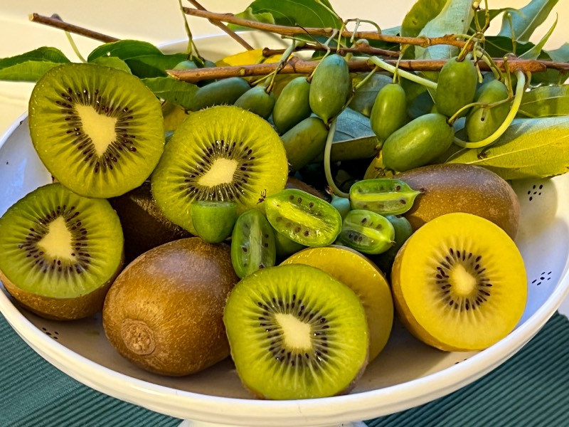 Kiwi-Vielfalt - grün, gelb und mini