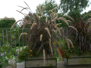 Natur im Garten in Gramastetten (Bild: ORF-Talk/TV)