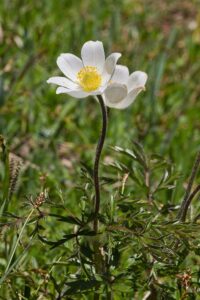 Nordöstliche Alpen Küchenschelle (Pulsatilla alpina schneebergensis)