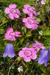 Ostaplen Nelke (Dianthus alpinus) Bild: Joachim Brocks