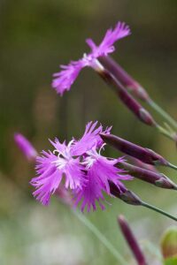 Schöne Federnelke (Dianthus plumarius blandus)