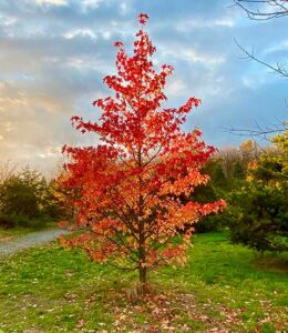 Amberbaum (Bild: Ulrich Pietzarka)