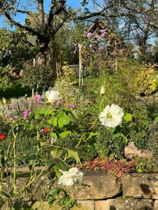 Auch-im-Herbst-noch-Blüten---Garten-Eppinger