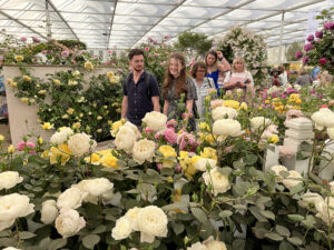 Rosen auf der Chelsea Flower Show