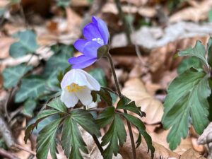 Buschwindröschen und Leberblümchen