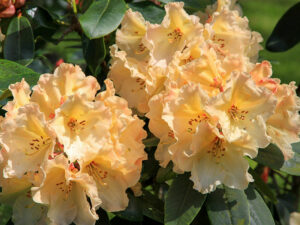 Rhododendron mit außergewöhnlicher Farbe