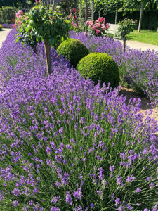 Lavendel und Rosen