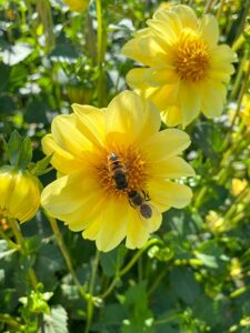 Dahlien mit offenen Blüten - ein Bienentraum