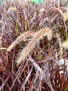 Rotes Lampenputzergras