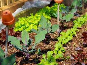 Gemüsegarten, Selbstversorgergarten - Radieschen und Kohlrabi