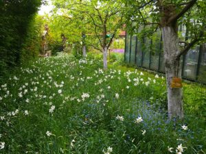 Narzissenwiese im Obstgarten